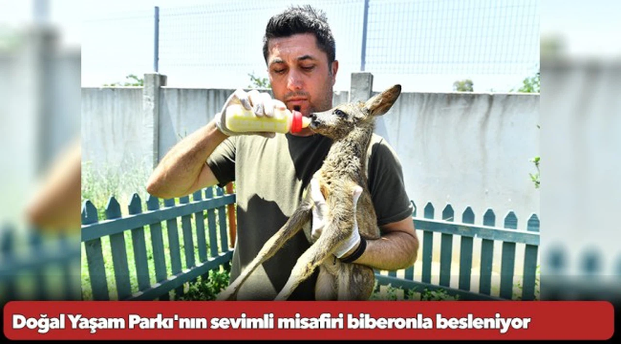 Doğal Yaşam Parkı'nın sevimli misafiri biberonla besleniyor