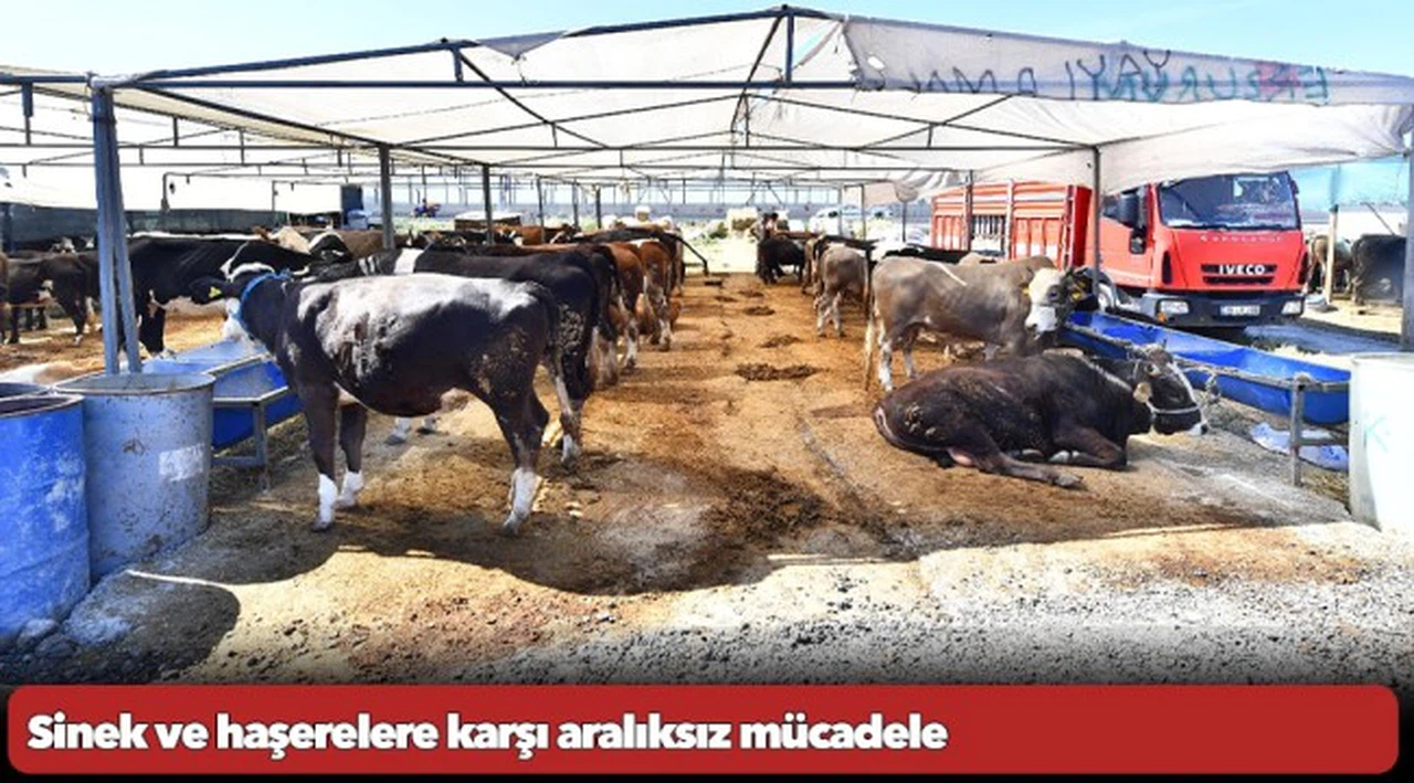Sinek ve haşerelere karşı aralıksız mücadele