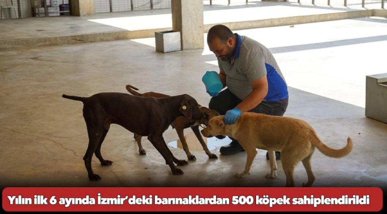 Yılın ilk 6 ayında İzmir’deki barınaklardan 500 köpek sahiplendirildi