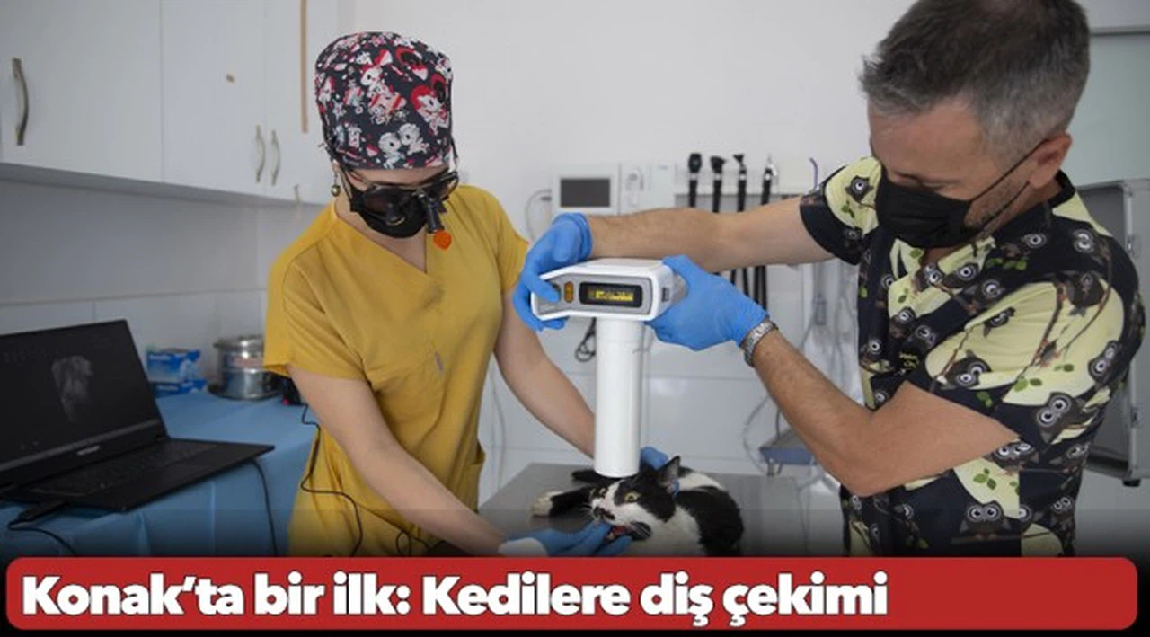Konak’ta bir ilk: Kedilere diş çekimi