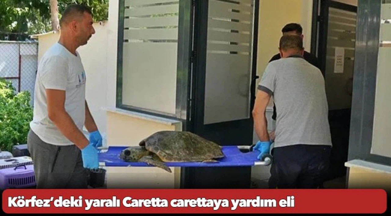 Körfez’deki yaralı Caretta carettaya yardım eli