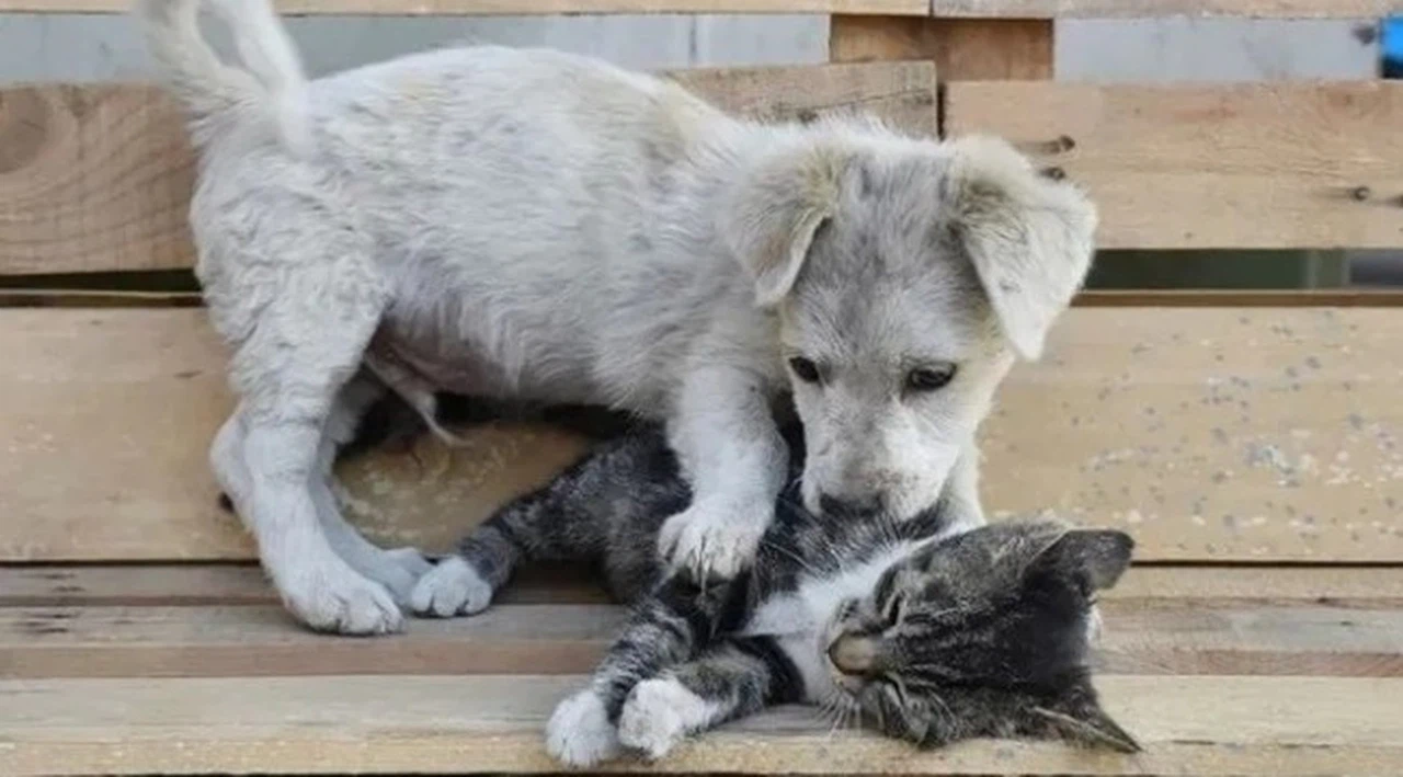 Sahipsiz sokak hayvanlarıyla ilgili yasa teklifinde flaş gelişme!