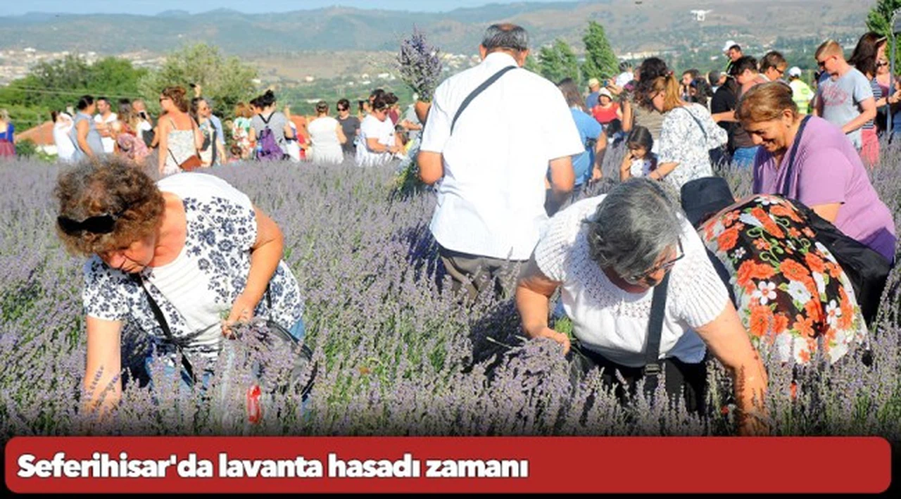 Seferihisar'da lavanta hasadı zamanı