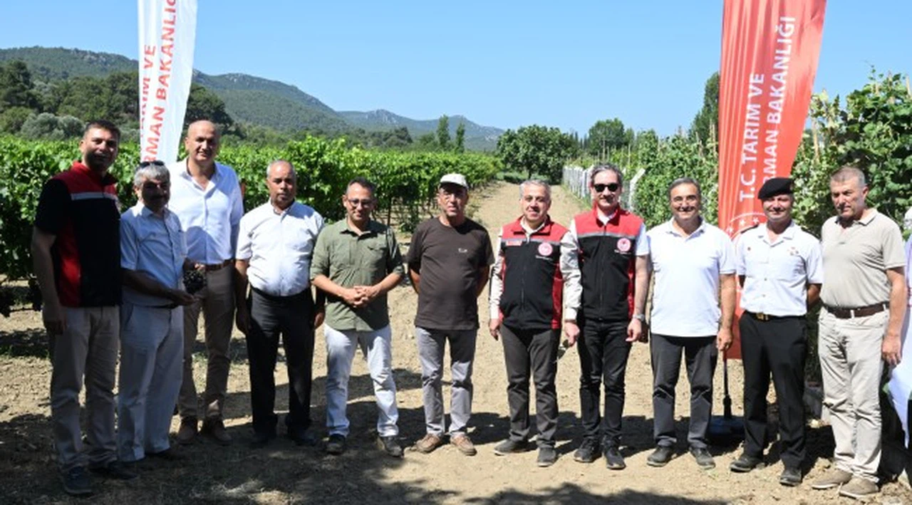 Selçuk’ta Yerli ve Milli Üzüm Çeşitleri Yaygınlaşıyor