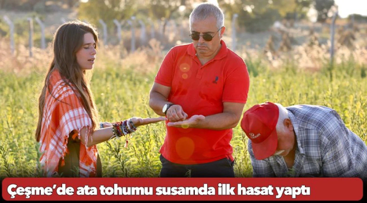 Çeşme’de ata tohumu susamda ilk hasat yaptı