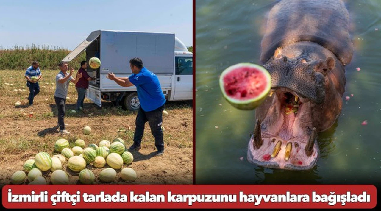 İzmirli çiftçi tarlada kalan karpuzunu hayvanlara bağışladı