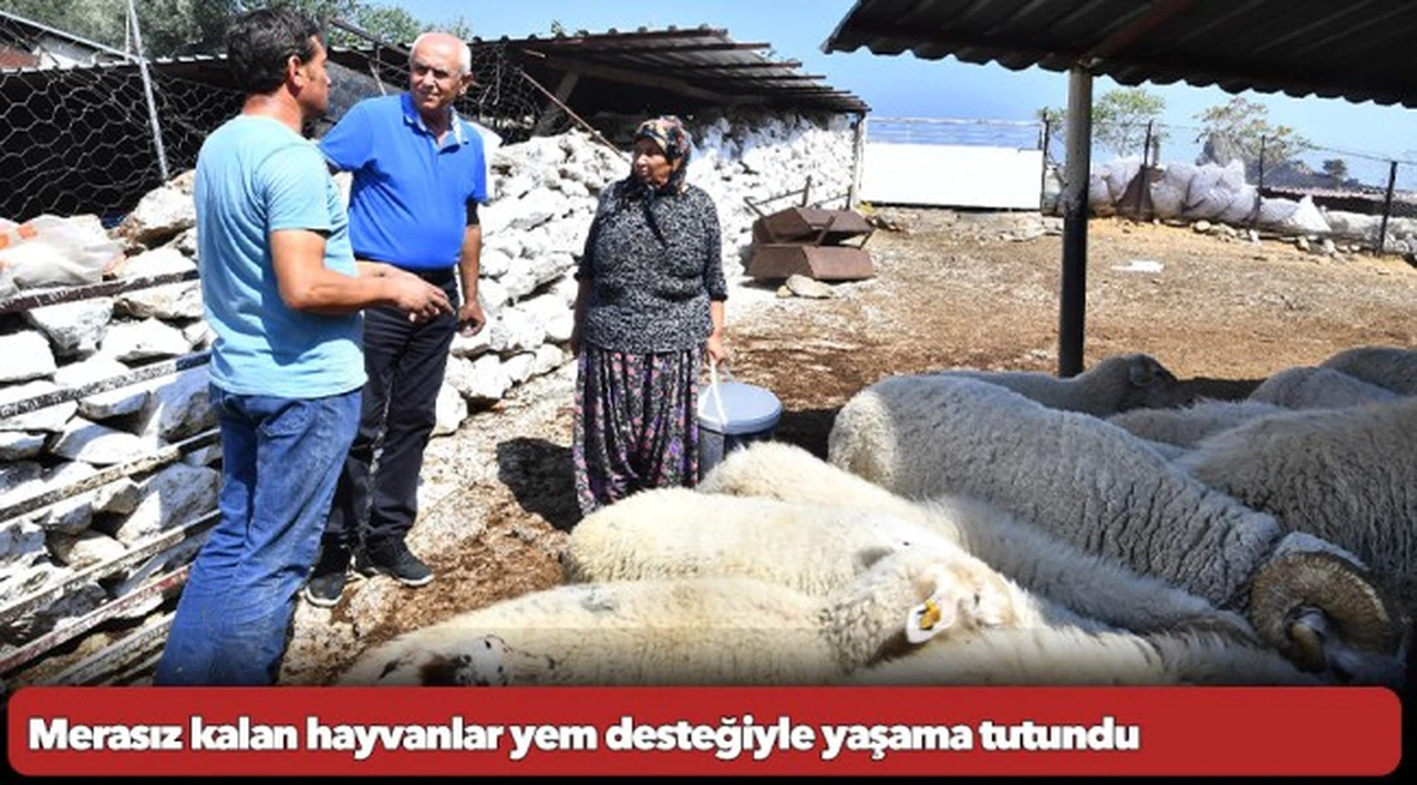 Merasız kalan hayvanlar yem desteğiyle yaşama tutundu