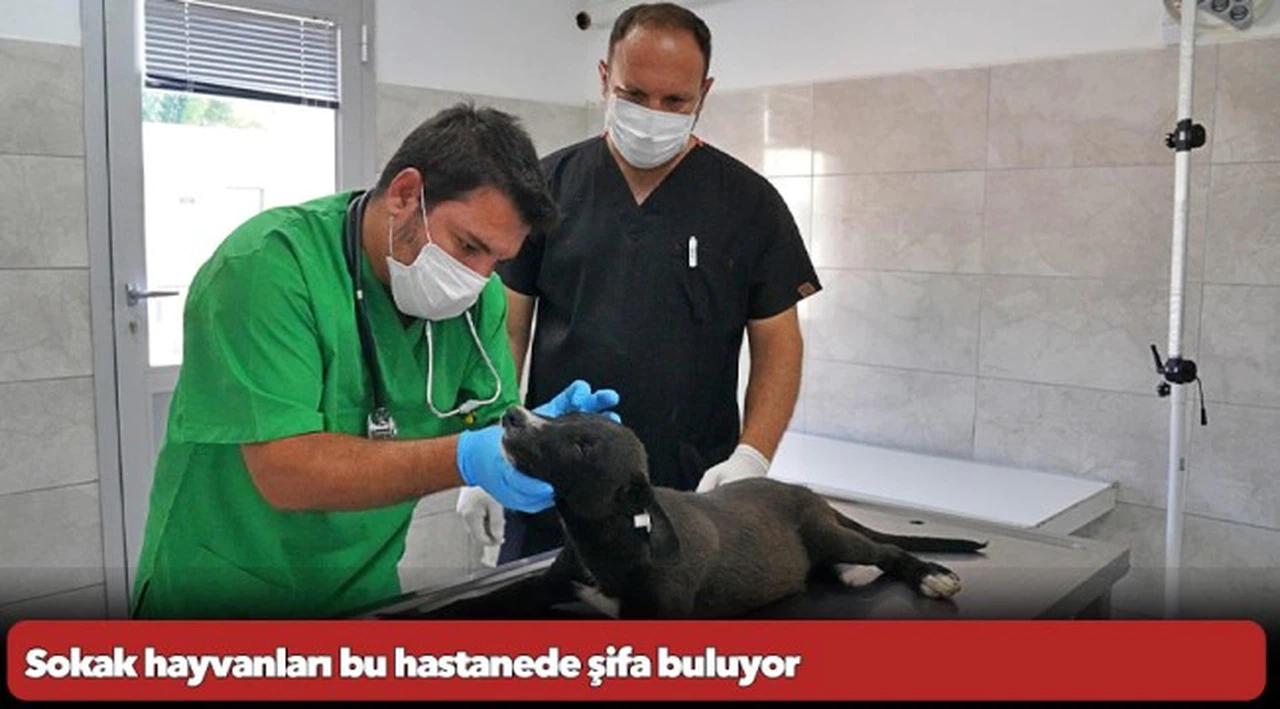 Sokak hayvanları bu hastanede şifa buluyor