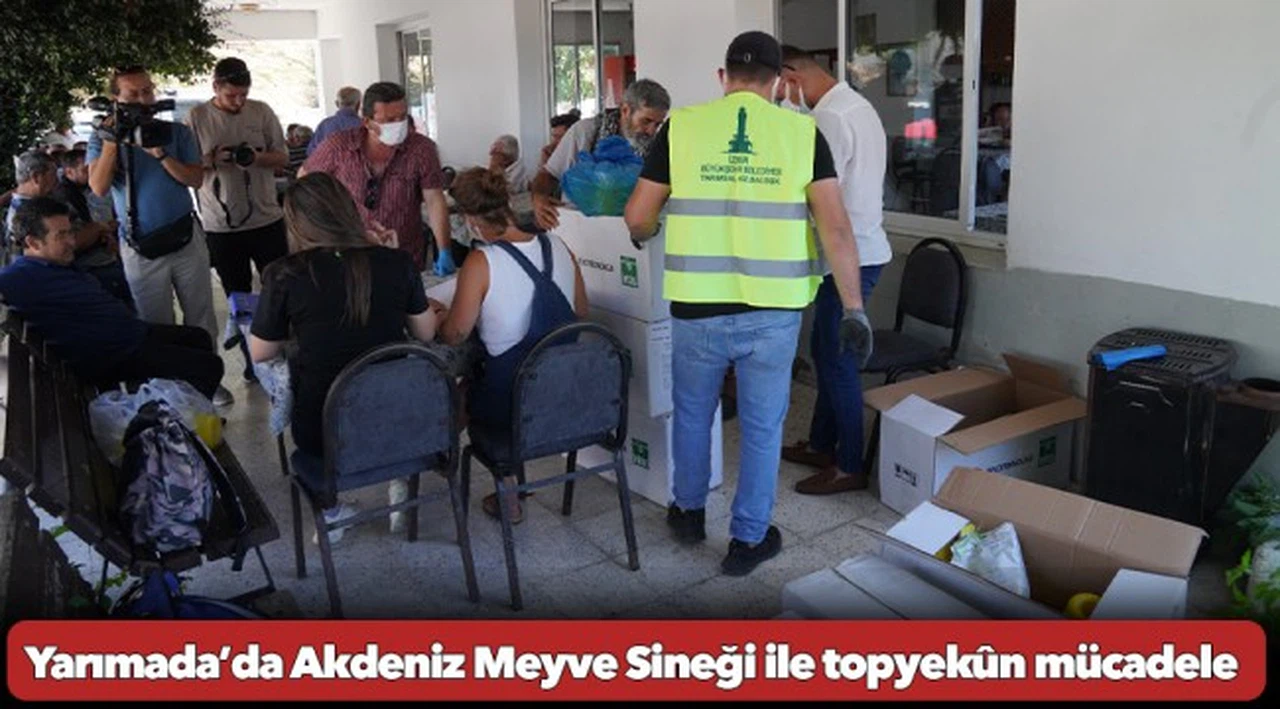 Yarımada’da Akdeniz Meyve Sineği ile topyekûn mücadele