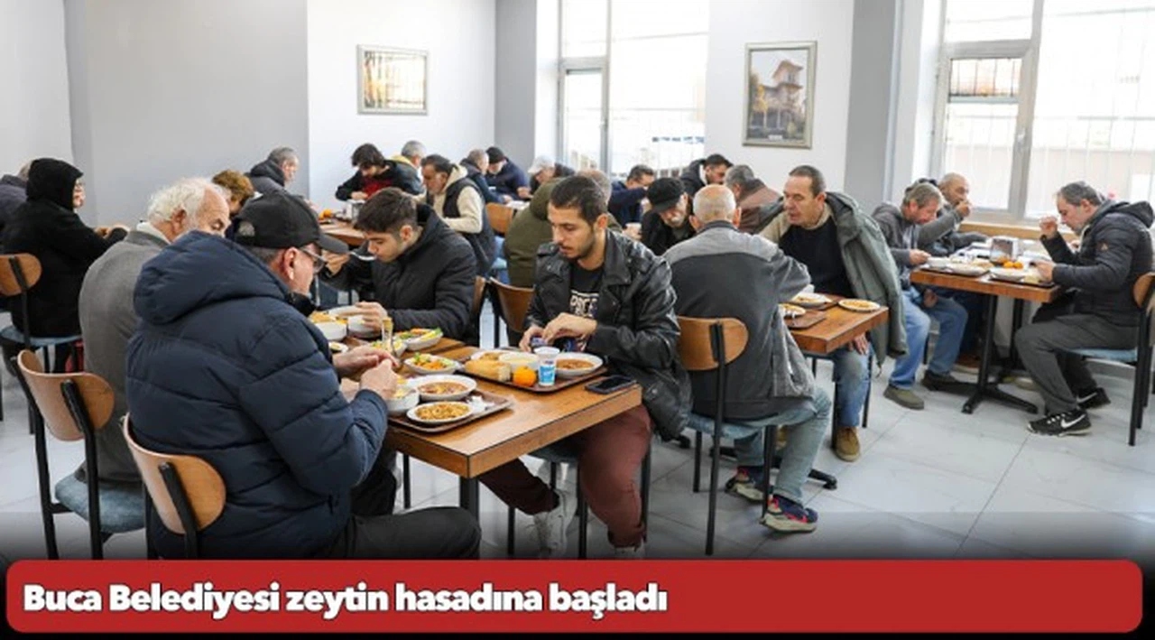 Buca Belediyesi zeytin hasadına başladı