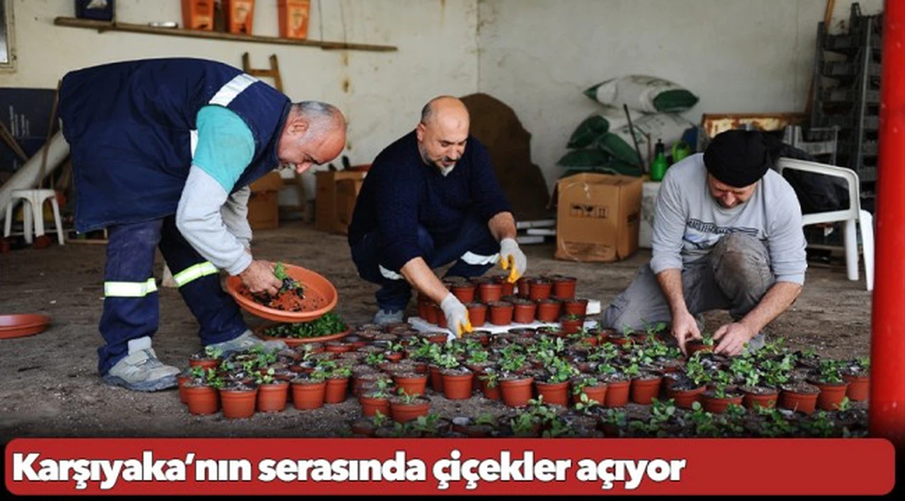 Karşıyaka’nın serasında çiçekler açıyor