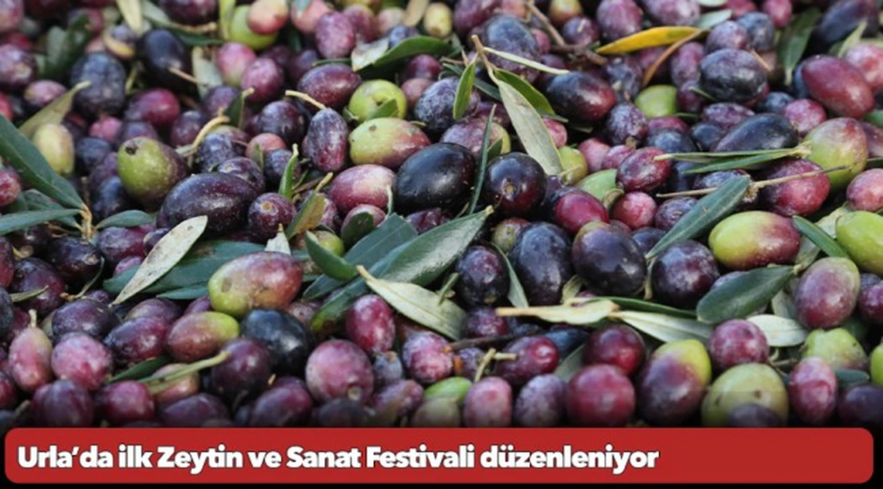 Urla’da ilk Zeytin ve Sanat Festivali düzenleniyor
