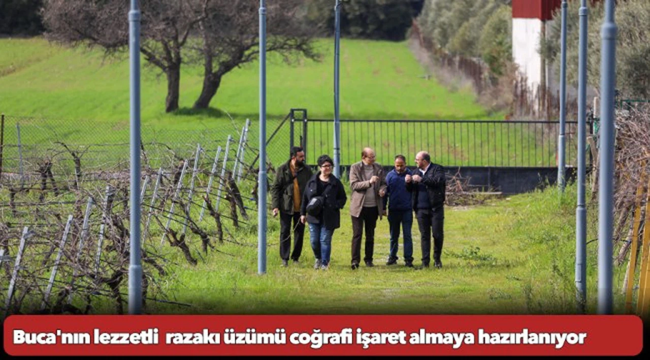 Buca'nın lezzetli  razakı üzümü coğrafi işaret almaya hazırlanıyor