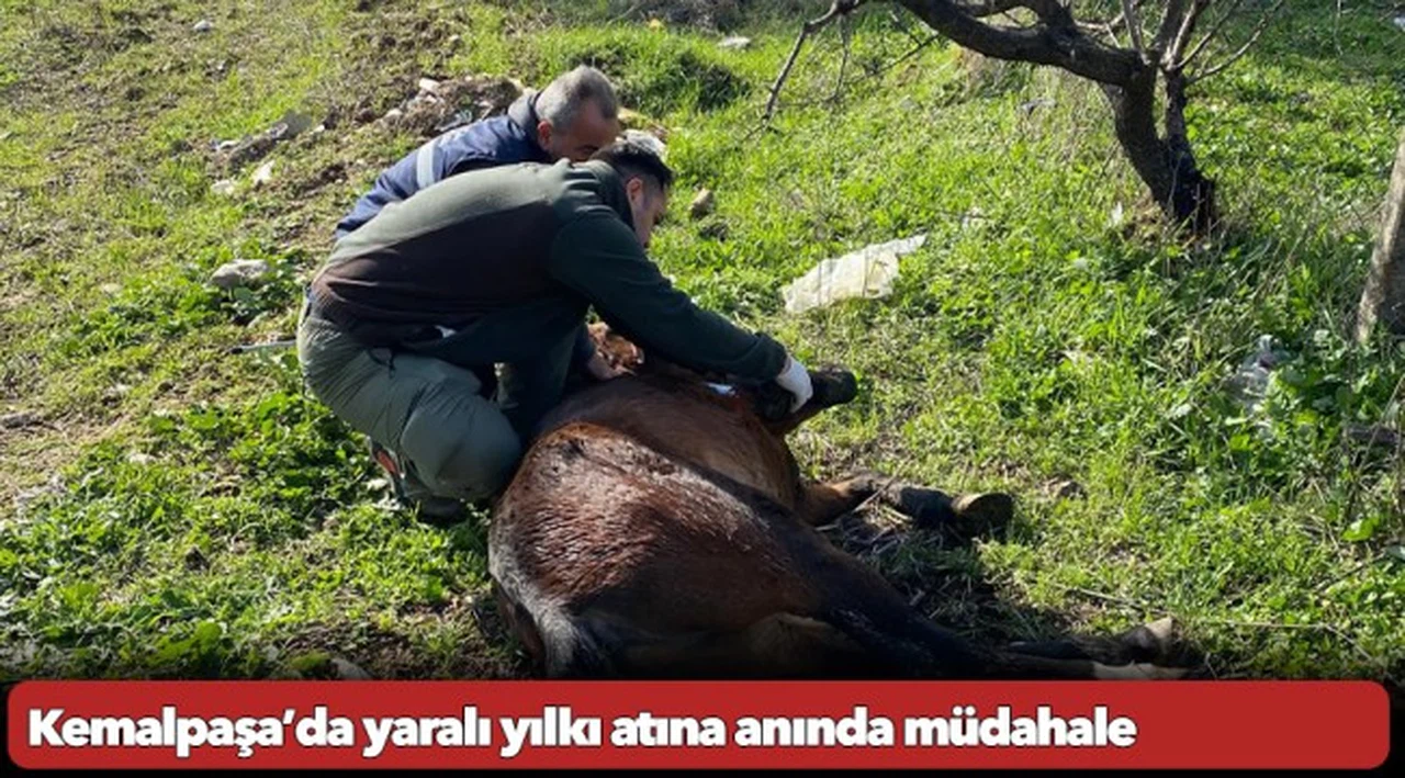 Kemalpaşa’da yaralı yılkı atına anında müdahale