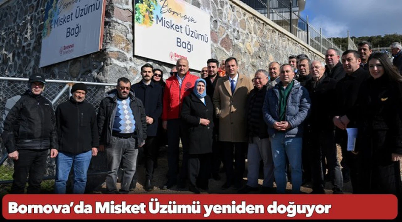 Bornova’da Misket Üzümü yeniden doğuyor