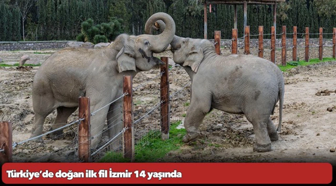 Türkiye’de doğan ilk fil İzmir 14 yaşında