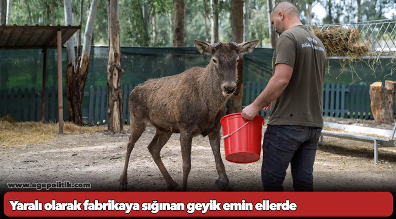 Yaralı olarak fabrikaya sığınan geyik emin ellerde