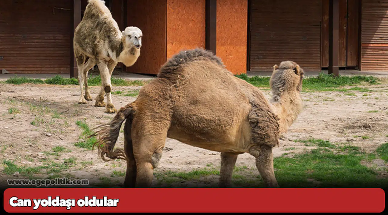 Can yoldaşı oldular