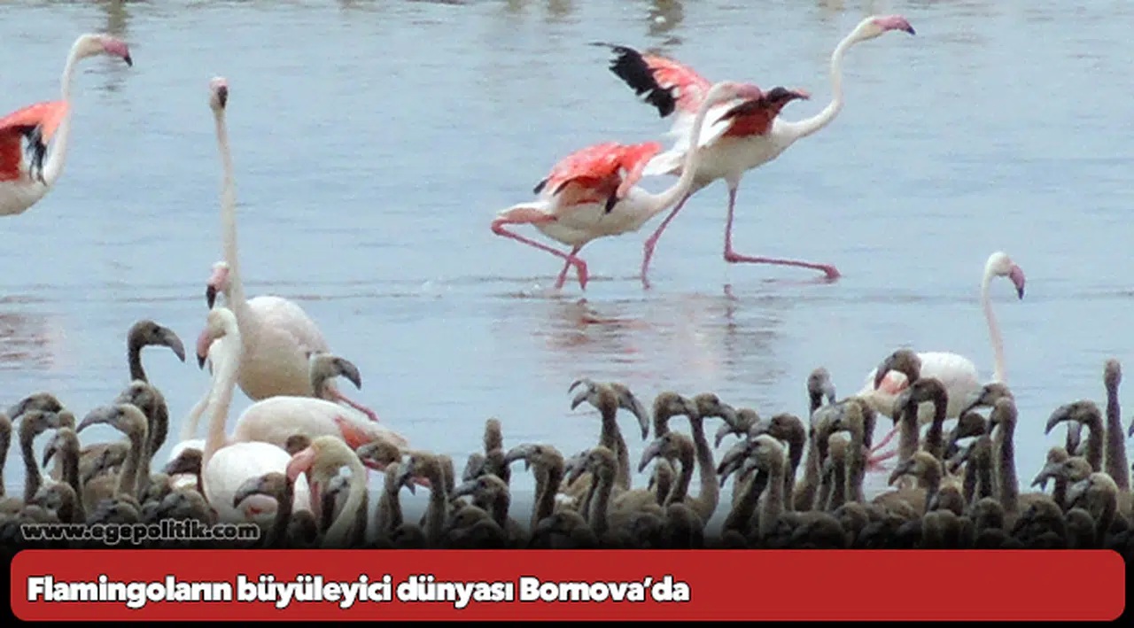 Flamingoların büyüleyici dünyası Bornova’da