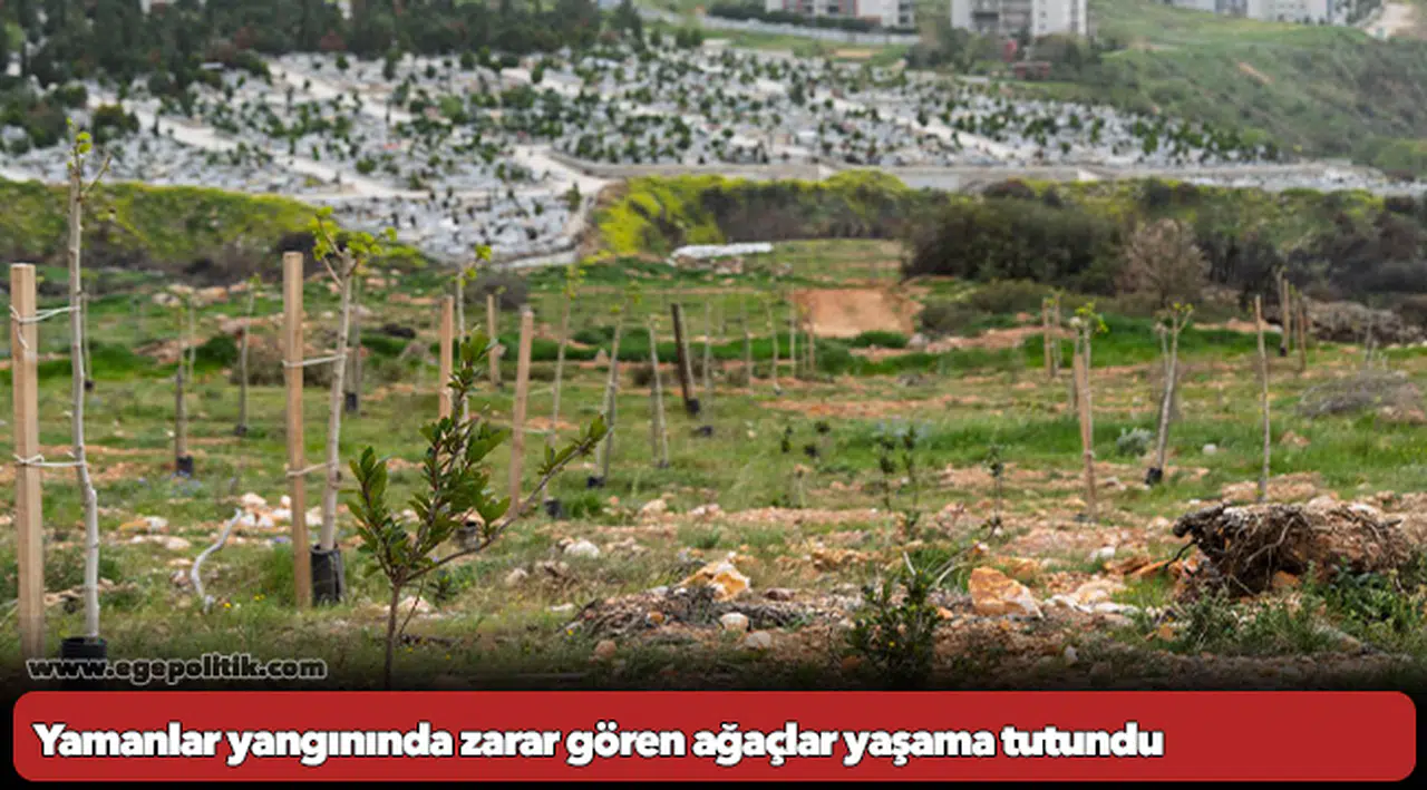 Yamanlar yangınında zarar gören ağaçlar yaşama tutundu