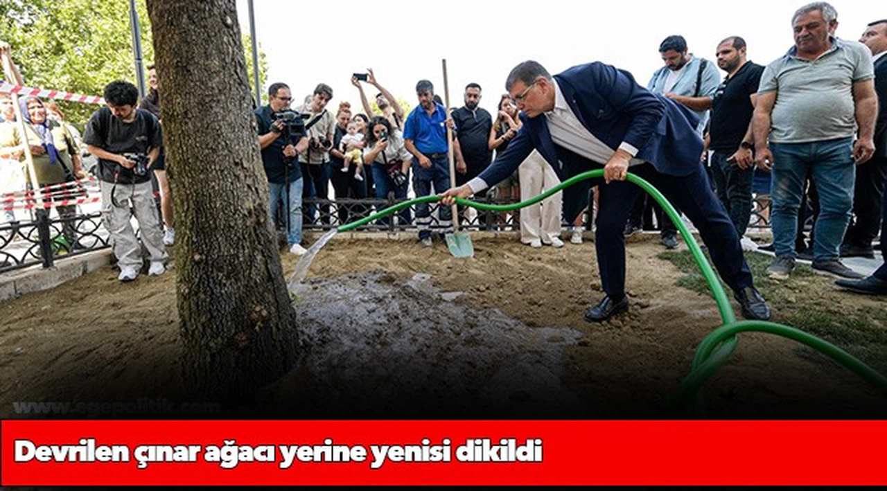 Devrilen çınar ağacı yerine yenisi dikildi