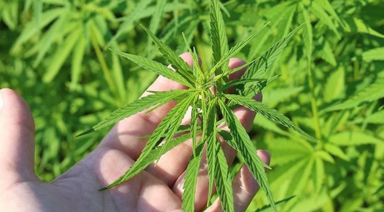 Meclis'ten geçti: Tıbbi kenevir eczanelerde satılabilecek