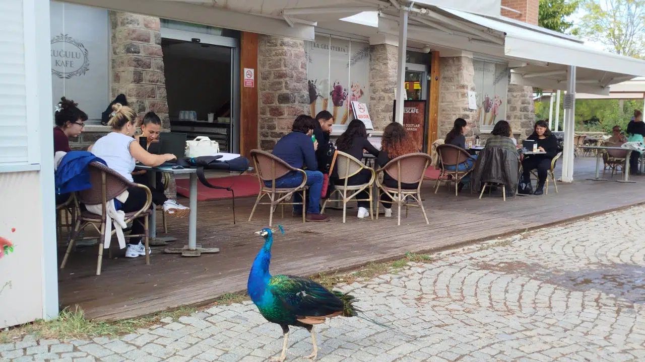 İzmir Doğal Yaşam Parkı’nda Davranış Zenginleştirme Atölyesi