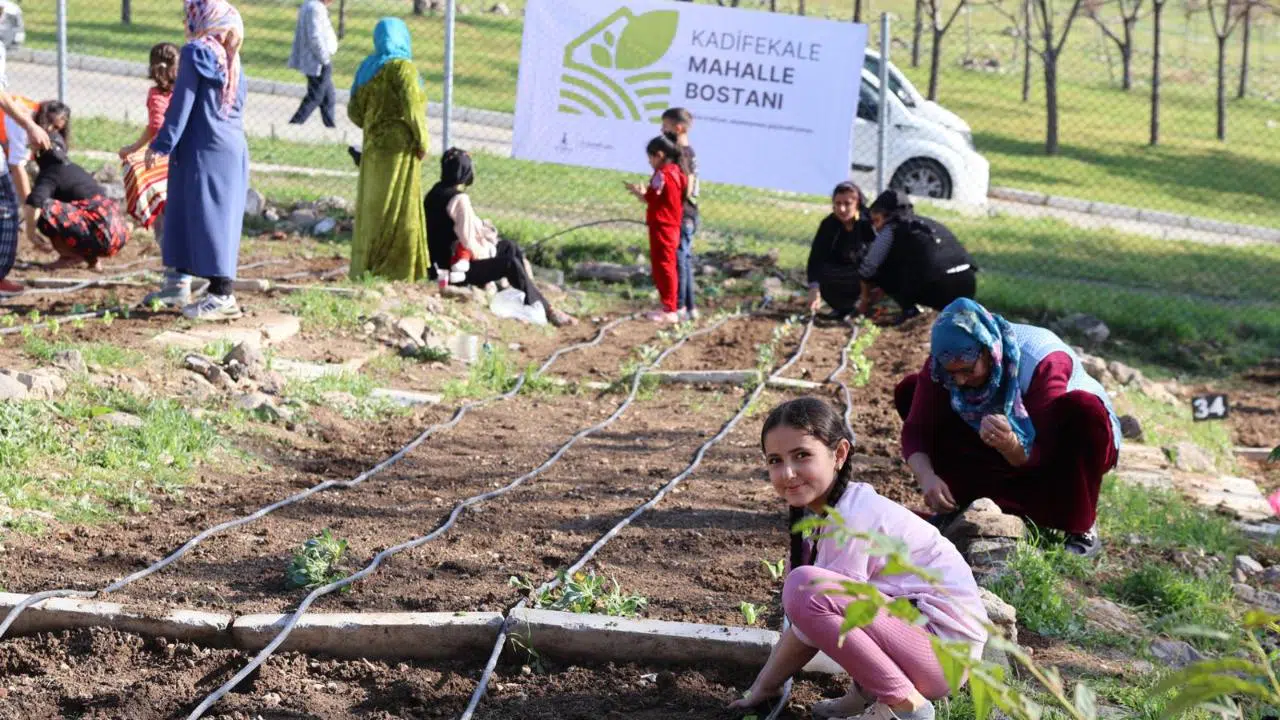 Mahalle bostanlarında kış dikimleri başladı