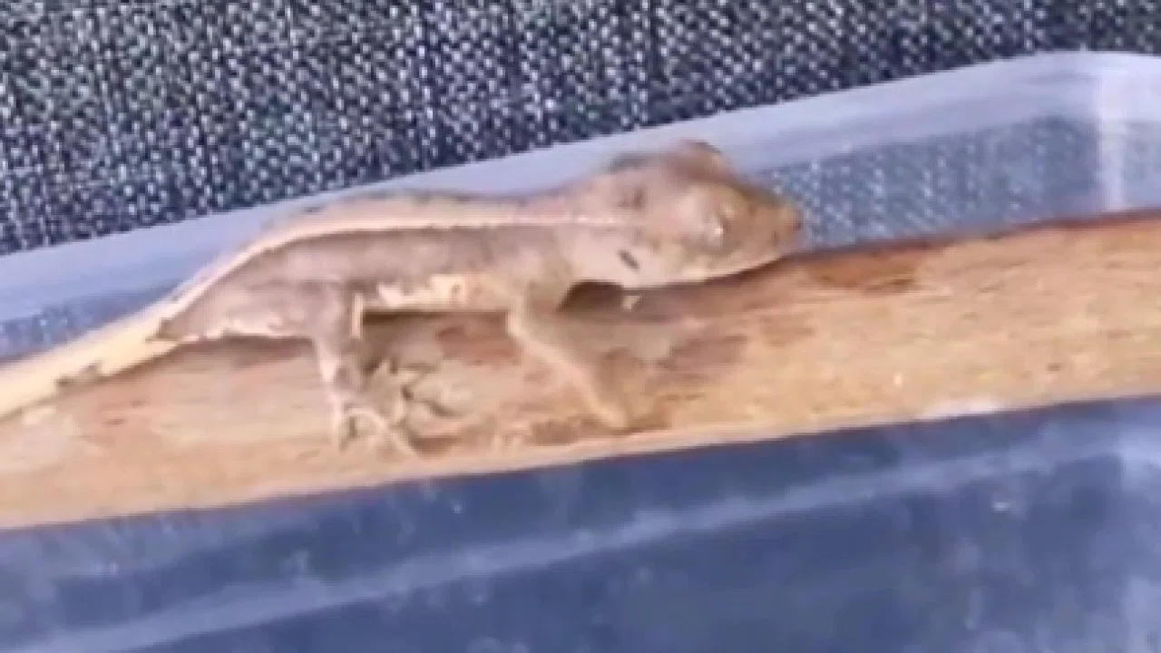 Burdur'da yasaklı yaban hayvanları ele geçirildi