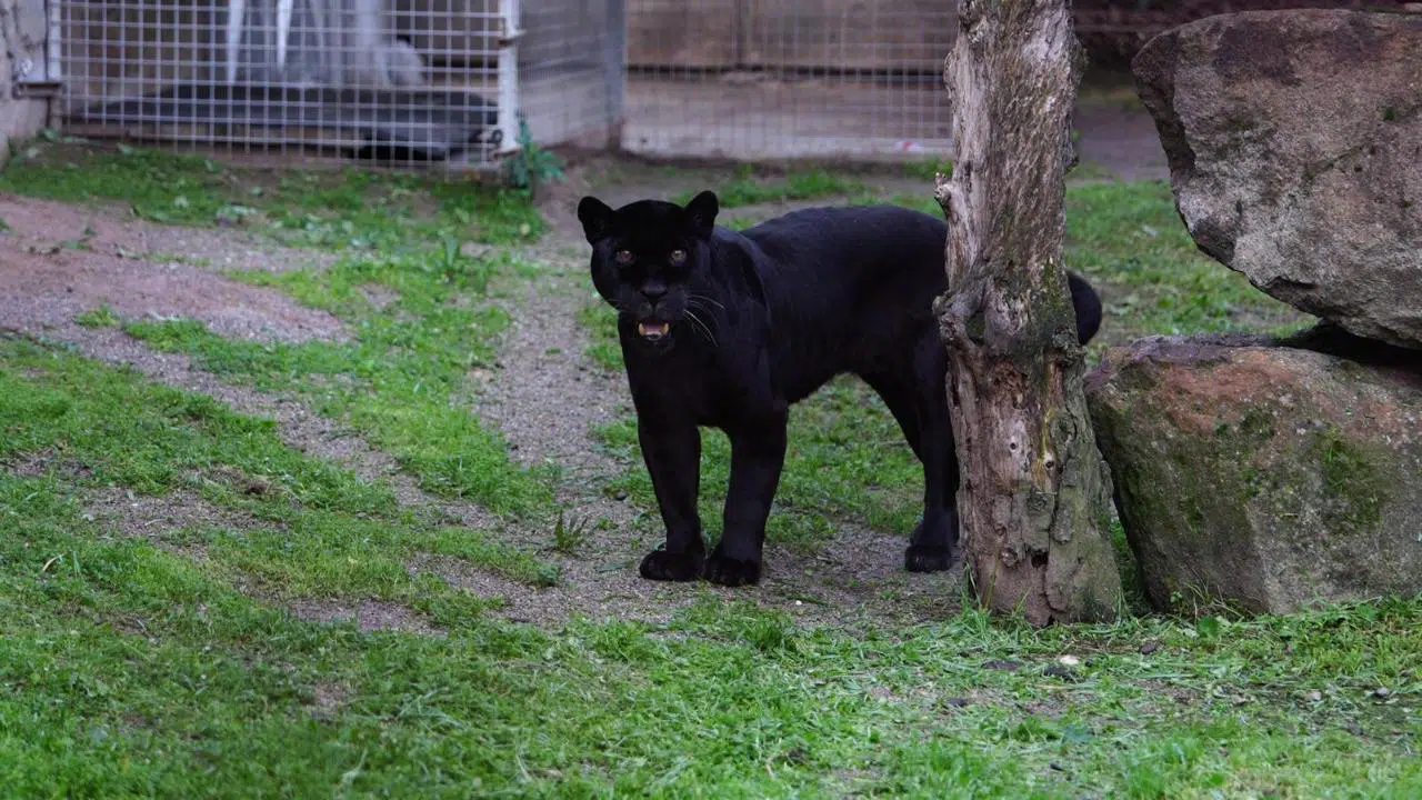 İzmir Doğal Yaşam Parkı’na siyah jaguar ve boz ayı geldi