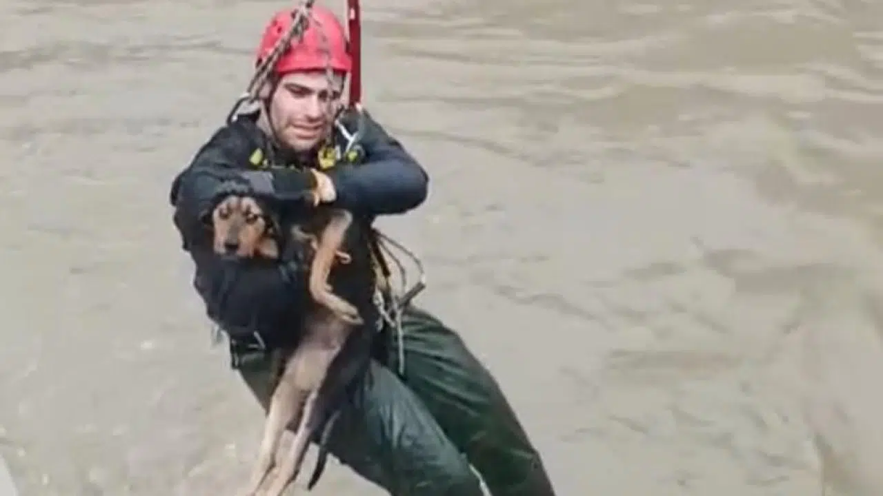 Dereye düşen köpek itfaiye ekipleri tarafından kurtarıldı