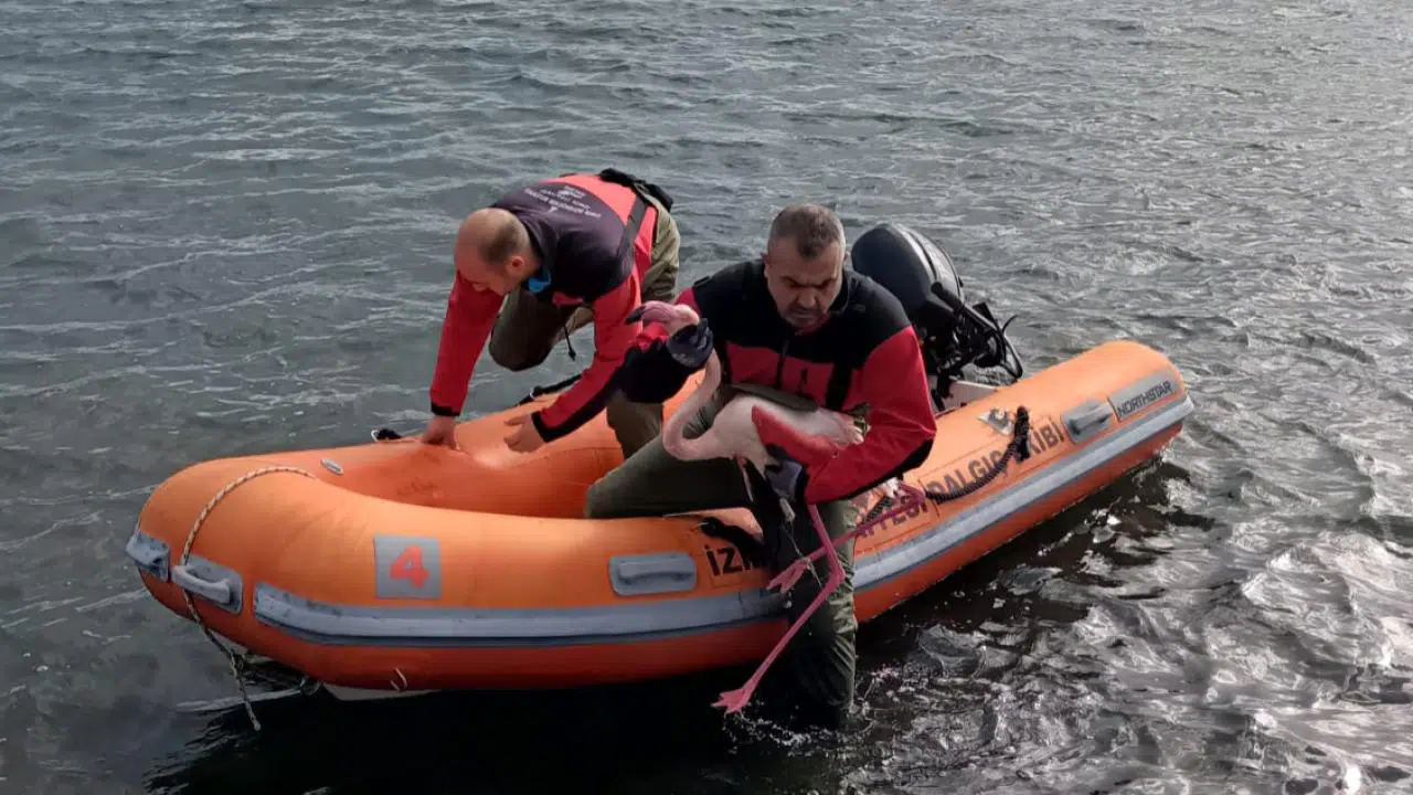 İzmir İtfaiyesi ayağına misina dolanan flamingoyu kurtardı