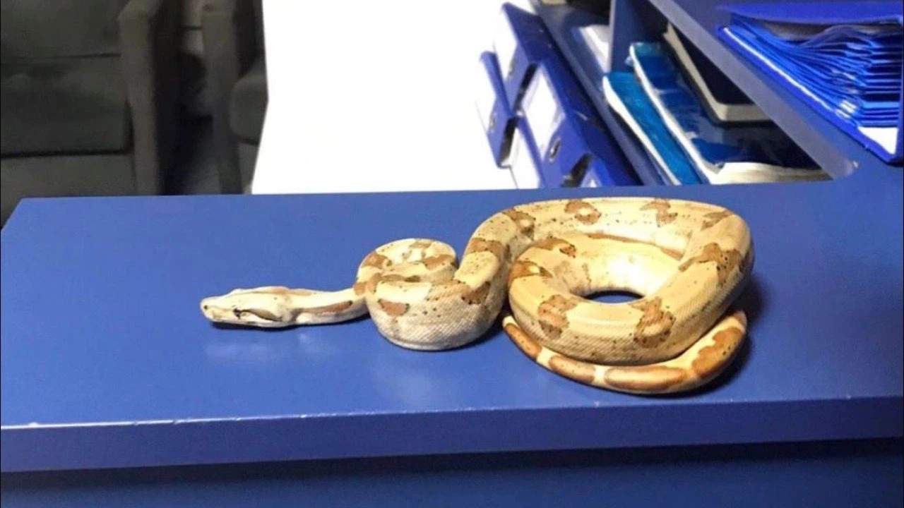 İzmir’de kafede yılanla gezdi, 12 bin lira ceza yedi