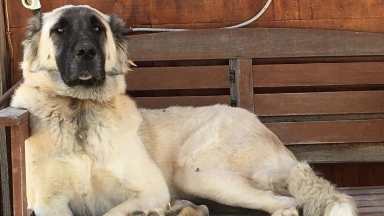 Yerleşim yerinde açılan ateş köpeği vurdu, inceleme başlatıldı