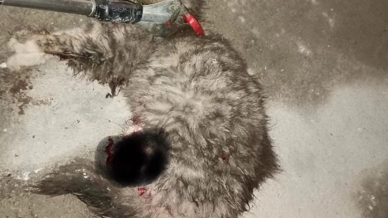 Ayvacık’ta otomobilde sıkışan kedi kurtarıldı