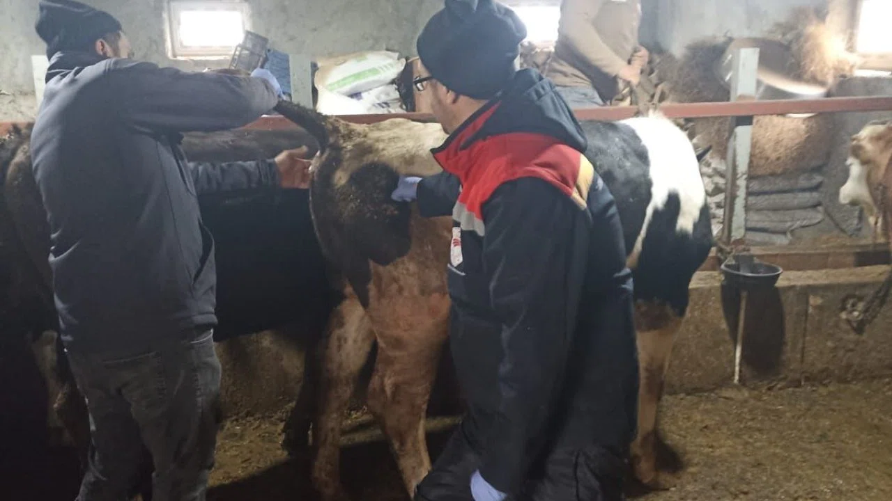 Beyşehir’de şap ile mücadelede çalışmaları