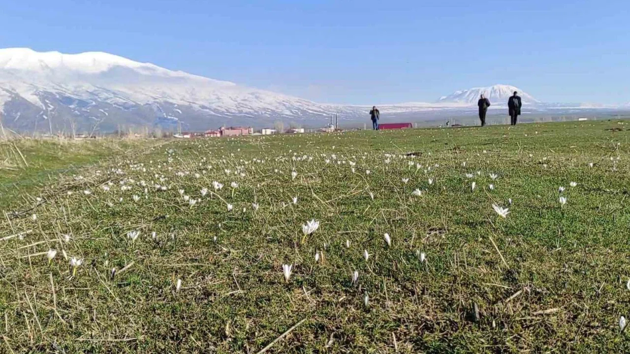 Bitlis’te kardelen ve çiğdemler açtı