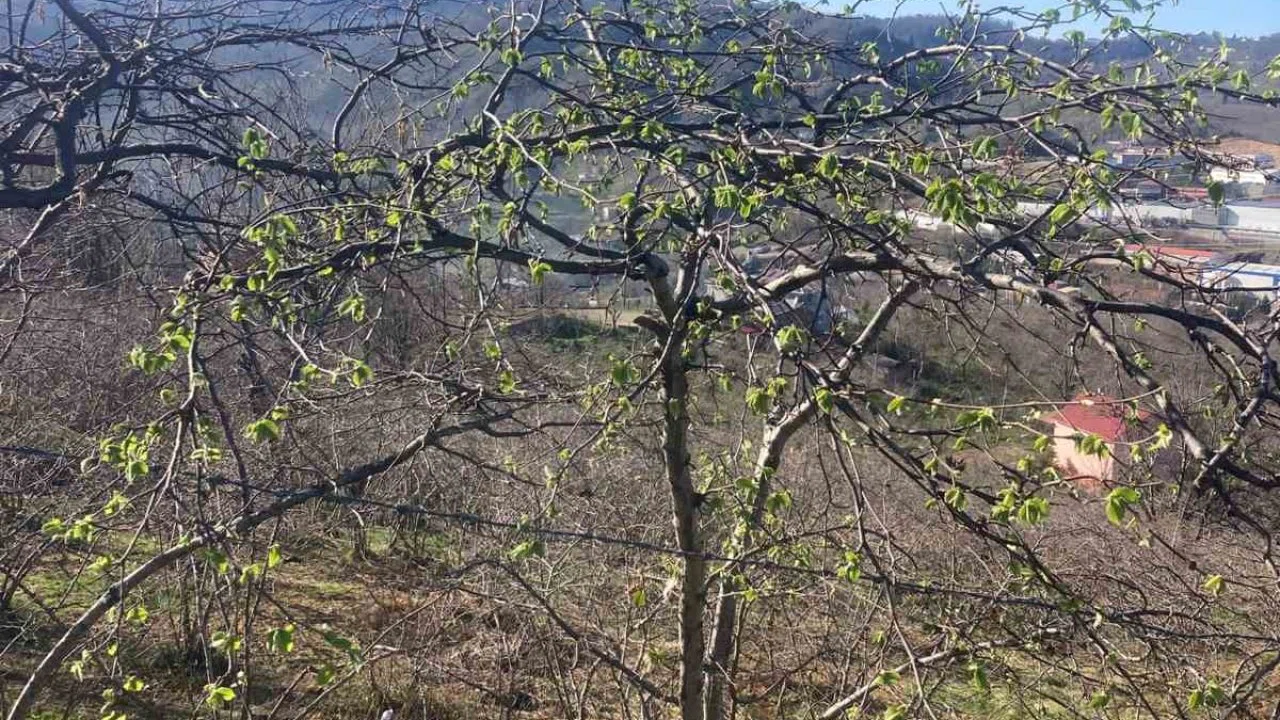 Fındık üreticilerine sigorta uyarısı