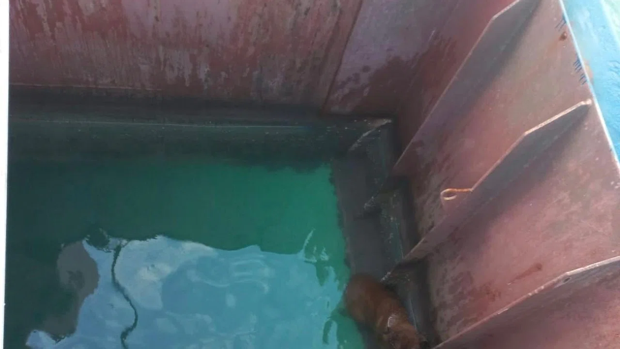Gemiden denize düşen köpeği itfaiye kurtardı