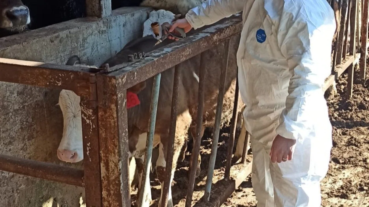 Hayvan sağlığı güvence altına alınıyor