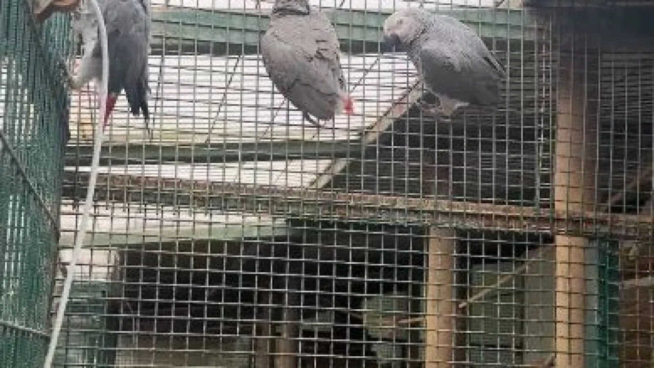 İstanbul Havalimanı’nda 20 adet Afrika gri papağanı ele geçirildi