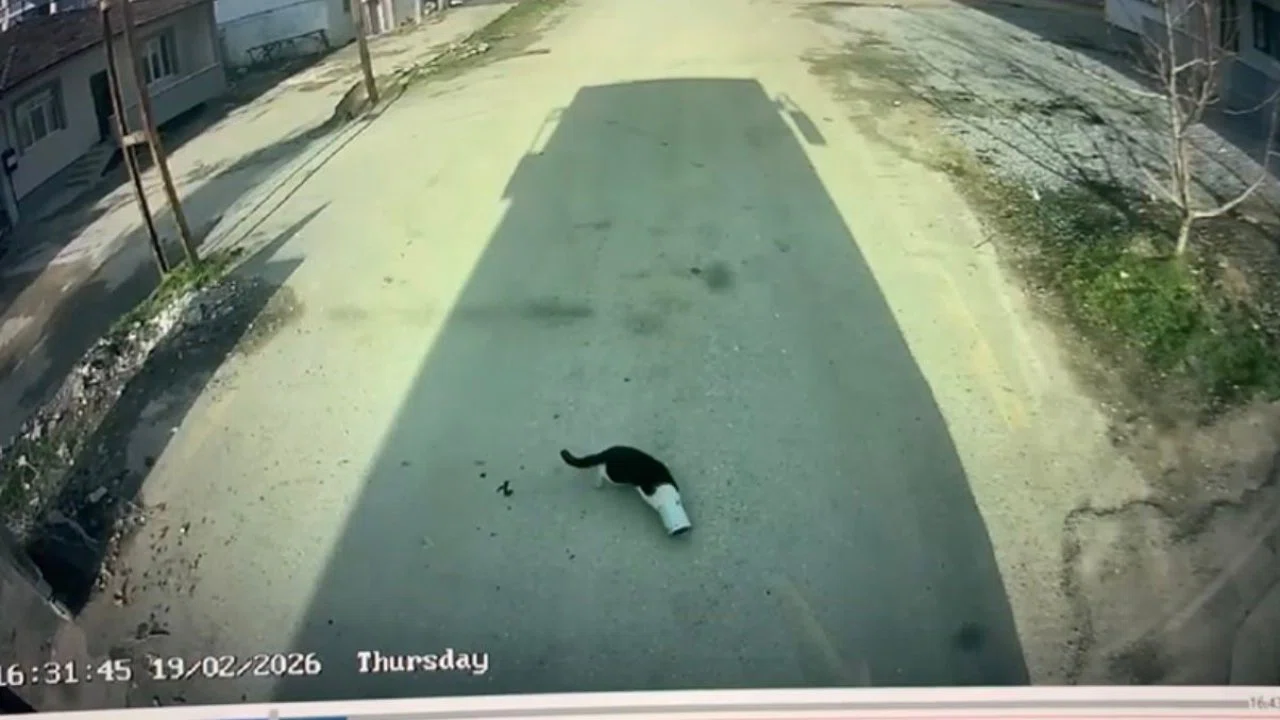 Malatya’da kafası konserve kutusuna sıkışan kediyi otobüs şoförü kurtardı