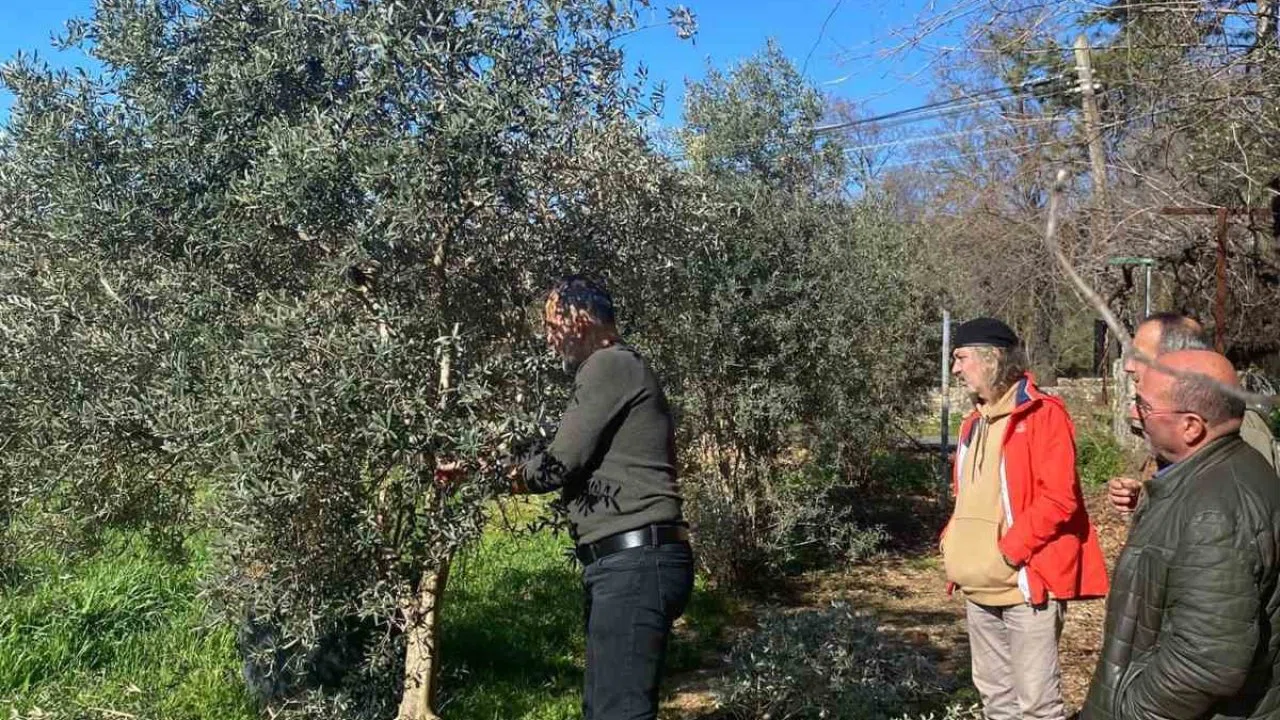 Menteşe’de zeytin ağaçları mercek altında