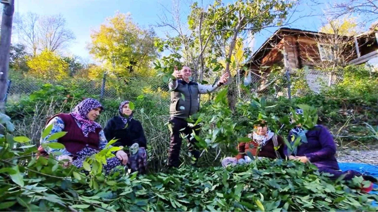 Orman köylüsü ekmeğini topraktan çıkartıyor