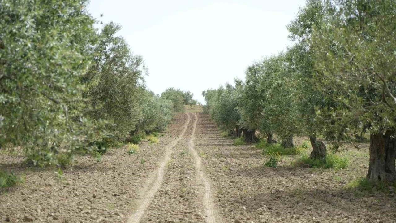 Saruhanlı’da halkalı leke alarmı