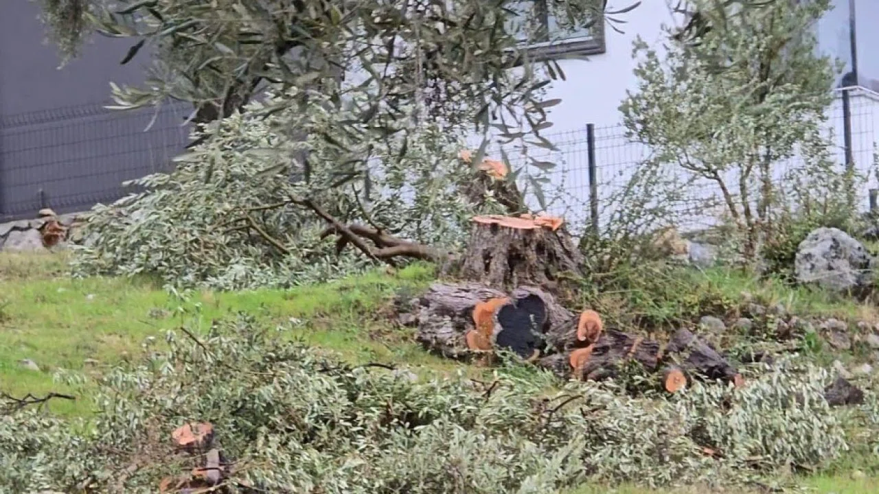 Zeytin ağaçlarını kesen ve görevinden istifa eden CHP’li başkana 36 bin 762 lira para cezası