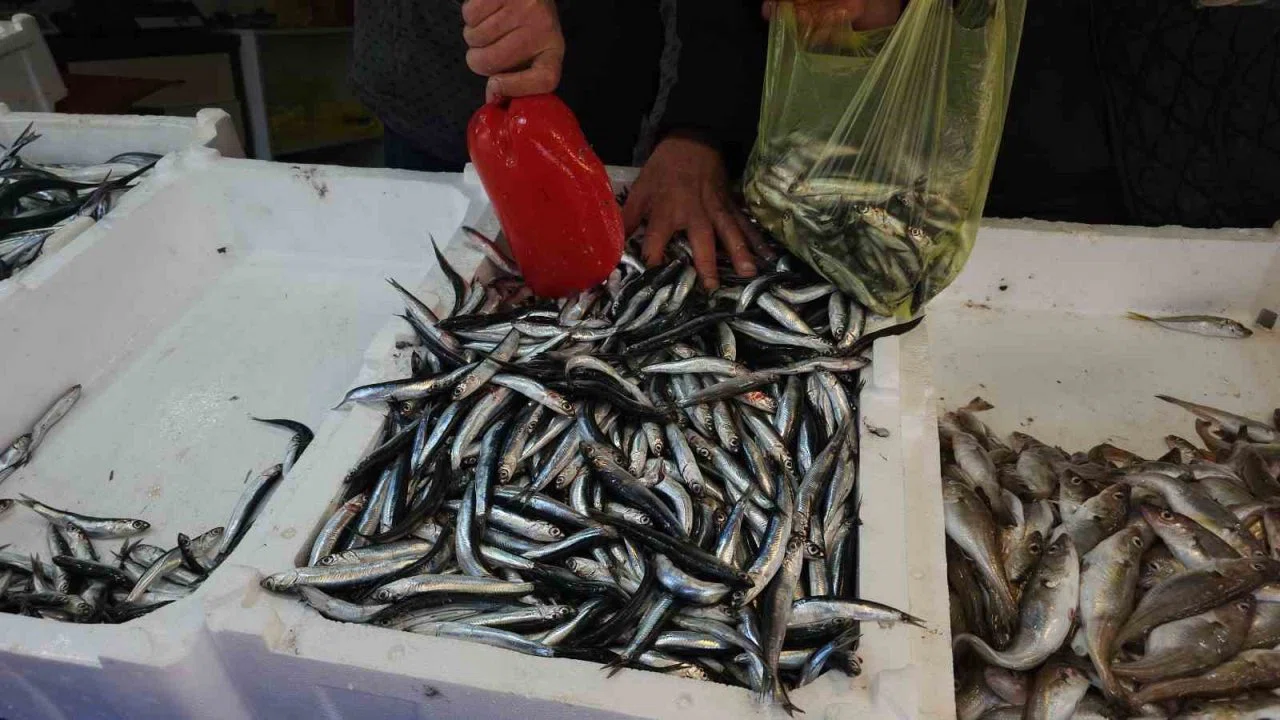 Zonguldak’ta limandan 500 ton hamsi çıktı