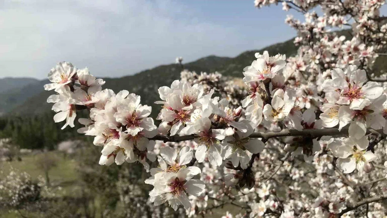 Antalya’da badem ağaçları çiçek açtı, doğada renk cümbüşü yaşanıyor