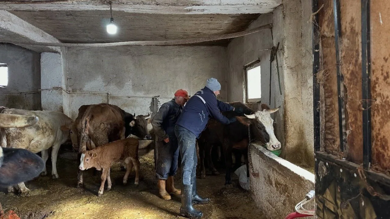 Aydıntepe’de 2026 ilkbahar şap aşılama kampanyası tamamlandı