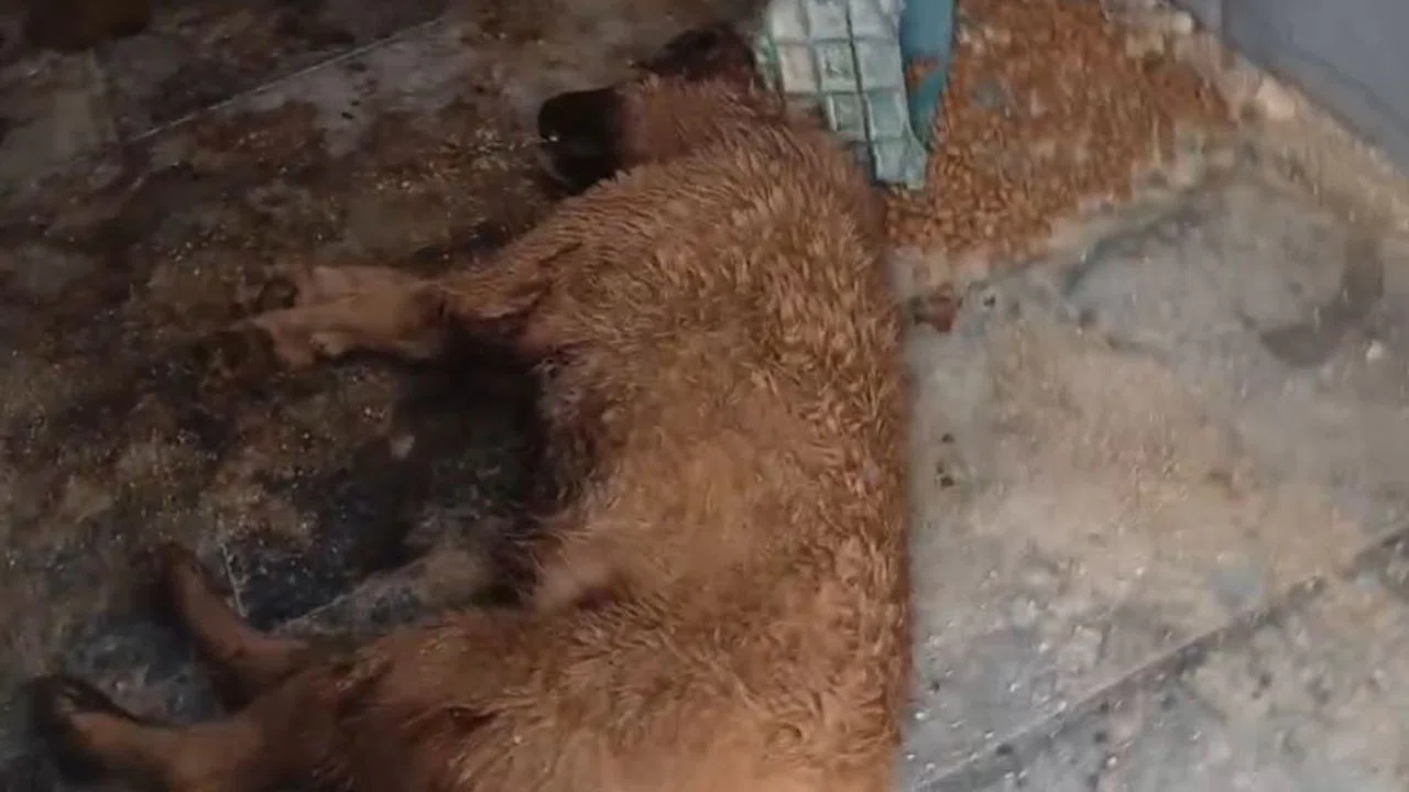 Bucak Belediyesi Sokak Hayvanları Bakımevi ve Rehabilitasyon Merkezi’nde feci görüntüler